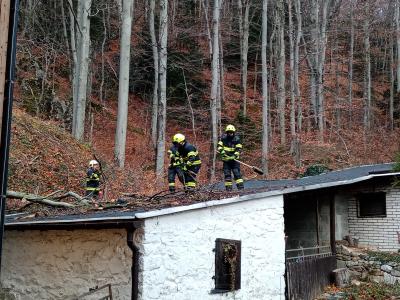 Odstraňování spadlého stromu u Špičáku, 28. 11. 2024