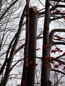 Odstraňování spadlého stromu u Špičáku, 28. 11. 2024